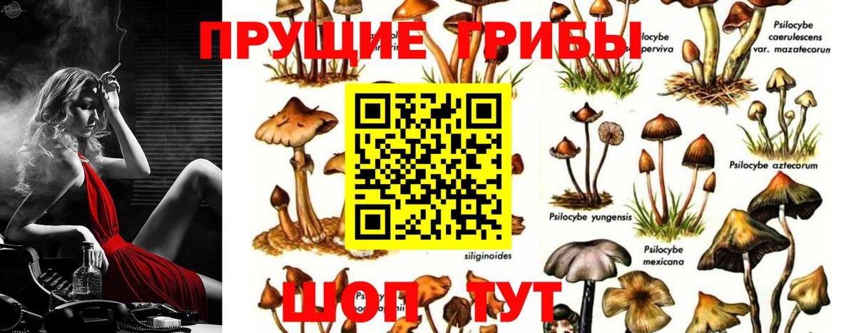 Псилоцибиновые грибы Psilocybe Тамбов